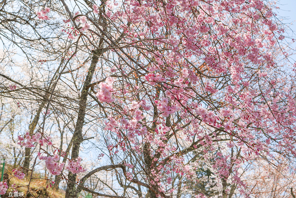 立雲峡の桜